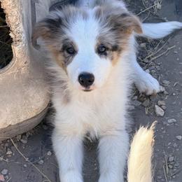 Angus - White and blue merle male Border Collie puppy in Shell Knob, Missouri from Stoneridge Kennel
