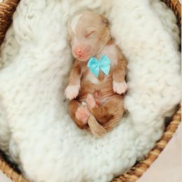 Kristoff - Red  male Goldendoodle puppy in Rio Linda, California from GoldendoodlePaw