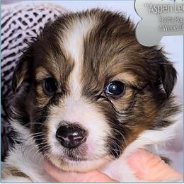 Aspen Leaf - Sable and white male Shetland Sheepdog puppy in Elberton, Georgia from Ioney's Southern Paws Shelties, Frenchies, and Yorkies
