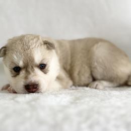 Elio      Jack (Nickname) - Red and white male Siberian Husky puppy in Fairborn, Ohio from Haven of Free Spirits