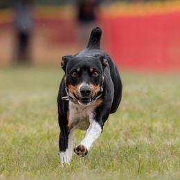 Rat Terrier All Grown Up from Far North Rat Terriers