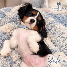 Yale - Tri-color male Cavalier King Charles Spaniel puppy in Mount Dora, Fl, Florida from Breezy Palms Cavaliers