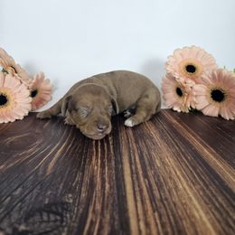 Koda - Dapple male Dachshund puppy in Florence, Arizona from Doxie Town Az