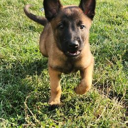 Belgian Malinois and Labrador Retriever Puppies from Wings of Freedom Retrievers and Malinois