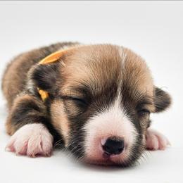 Hermonie - Red female Pembroke Welsh Corgi puppy in Kiowa, Colorado from Cool Water Corgis LLC