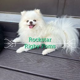 Brulee - Pomeranian