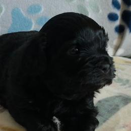 Shihpoos and Shih Tzus from Robert Elkin