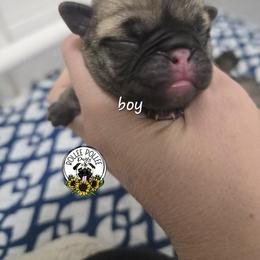 Boy 2 - Fawn male Pug puppy in Keysville, Georgia from Rollee Pollee Pugs