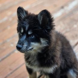 Patrick - Tri-color male Pomsky puppy in Franklinton, Louisiana from VooDoux Farms