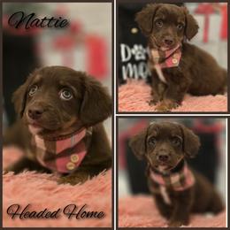 Nattie - Brown female Double Doodle puppy in Prescott Valley, Arizona from Ramirez Family Doodles