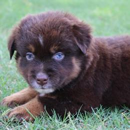 Rowdy - Red tri male Miniature Australian Shepherd puppy in Paris, Texas from Kuttin’ Up Mini Aussies