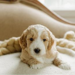 Bobby - Apricot male Goldendoodle puppy in Hiddenite, North Carolina from Rose and Reid Doodles