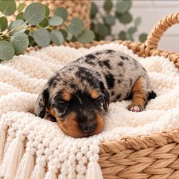 Delilah - Dapple female Dachshund puppy in Stoneville, North Carolina from Yadkin Valley Dachshunds