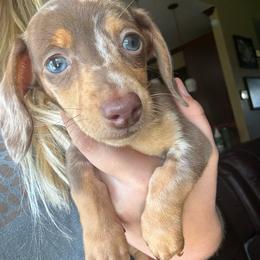 Dapple female - Dapple female Dachshund puppy in Woodward, Oklahoma from Wiener Dreams Dachshunds