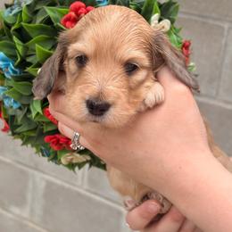 Sprout - Cream male Dachshund puppy in Mayville, Michigan from Teenie Little Hearts