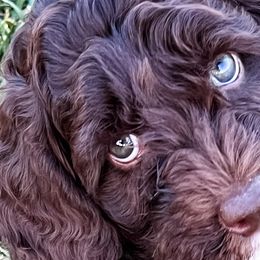 Lily - Chocolate Australian Labradoodle puppy in Menifee, California from Angel Coast Australian Labradoodles