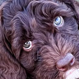 Lily - Chocolate Australian Labradoodle puppy in Menifee, California from Angel Coast Australian Labradoodles