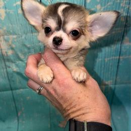 Blaze - Black sabled fawn male Chihuahua puppy in Palmyra, Indiana from Country Star Chihuahuas
