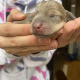 Dachshund Puppies from Alpine Meadow Dachshunds