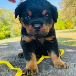 Yellow boy - Black and mahogany male Rottweiler puppy in Industry, Illinois from KDKs Kennels