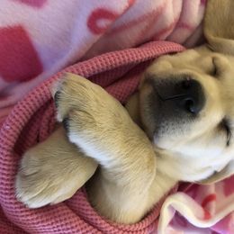 Labrador Retriever Puppies from Saddle Creek West