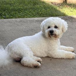 Jolly - Bichon Frise