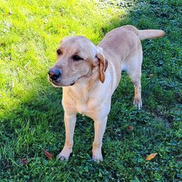 green collar male - Yellow Labrador Retriever puppy in Hilliards, Pennsylvania from Del-Star Kennels