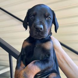 KATANA - Black and rust female Doberman Pinscher puppy in Newberg, Oregon from De Mata Dobermann Kennel