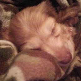 Dachshund Puppies from Nikas Baby Beanz LH Dachshunds