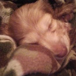 Dachshund Puppies from Nikas Baby Beanz LH Dachshunds