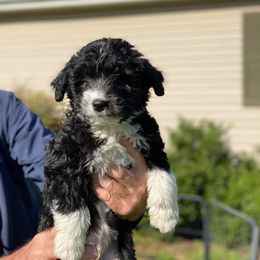 Aussiedoodle, Australian Shepherd, Miniature American Shepherd, and Poodle Puppies from Mammydoodles282