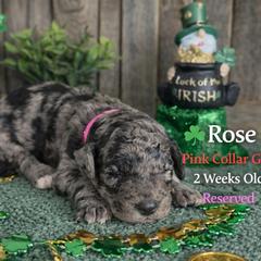 Rose-pink collar - Merle female Saint Berdoodle puppy in Paw Paw, Michigan from ProAct Canines