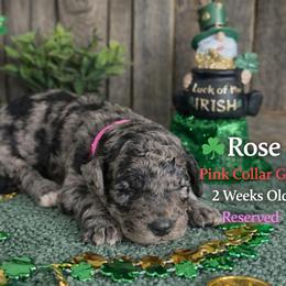 Rose-pink collar - Merle female Saint Berdoodle puppy in Paw Paw, Michigan from ProAct Canines
