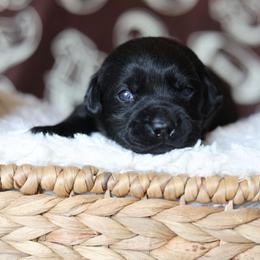 Male two - Black male Labrador Retriever puppy in Williamston, Sc, South Carolina from Dutton Dog Co & Dalla Grazia Doberman