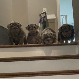 Bulldog Puppies from Bougie Bullies & Birds LLC