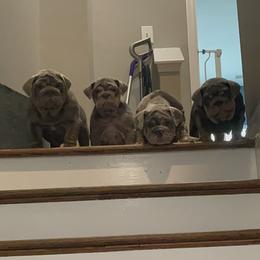 Bulldog Puppies from Bougie Bullies & Birds LLC