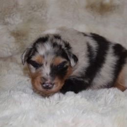 Swatch - Blue merle male Australian Shepherd puppy in Wichita Falls, Texas from Spotted Mule Aussies