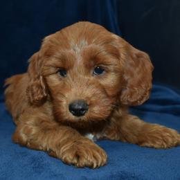 Tabby - Red  female Goldendoodle puppy in Jasper, Indiana from Hilltop Pups LLC