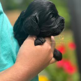 Cockapoo Puppies from Chesley Hill Cockapoos