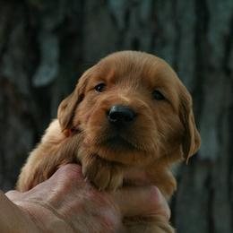 Veluza - Dark golden female Golden Retriever puppy in Minneapolis, Minnesota from Firestorm Goldens