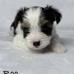 Too - Black tan and white male Biewer Terrier puppy in Cartersville, Georgia from Alpha Tiny Paws