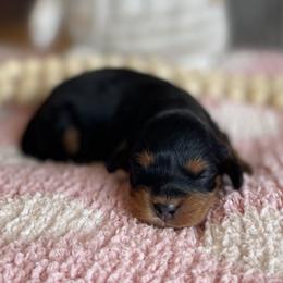 Jewel - Black and tan female Cavapoo puppy in Coal City, Indiana from Wednesday & Co