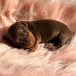 Graham - Chocolate and tan male Dachshund puppy in Robesonia, Pennsylvania from Happily Ever After’s Puppies