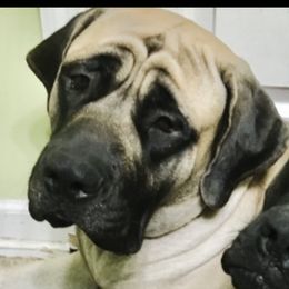 Tynee - Mastiff