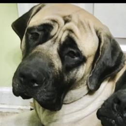 Tynee - Mastiff