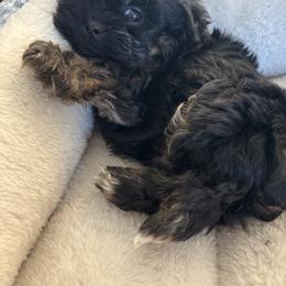 Zorro - Black male Shorkie puppy in Ocala, Florida from Yorkie  And Shih Tzu Love