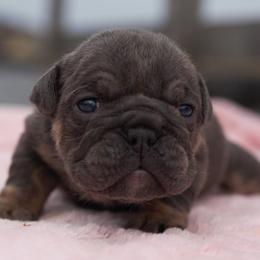 Subzero - Blue tri-color female Bulldog puppy in Warsaw, New York from Hillview Kennels