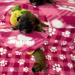 Natalie - Red female Lhasa Apso puppy in Cincinnati, Ohio from Shangri-La Lhasa Apsos
