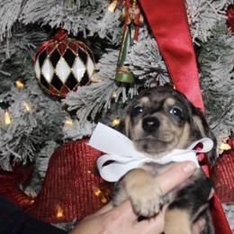 Yuno - Dapple male Dachshund puppy in El Cajon, California from Lisa Buxton