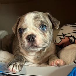 Phlox (Frenchton) - Blue male Companion Cross puppy in Peru, Indiana from Angie's Little Bostons And Frenchies